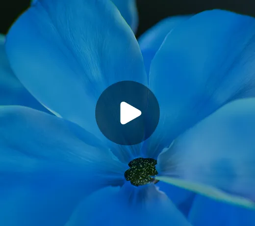 thrive reset - blue harmony